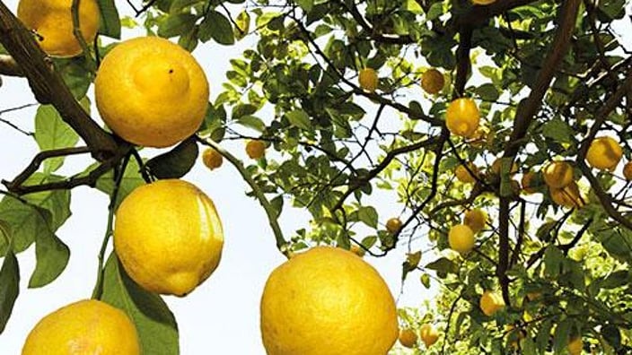 sq_citrus-lemon-tree_rs7945.jpg