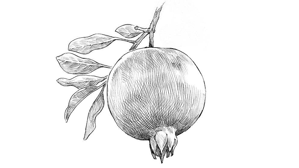 pomegranate_fruit_illustration_ll.jpg