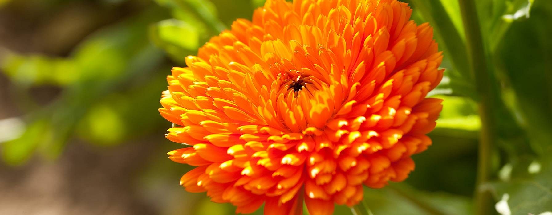 hd_calendula_profile.jpg