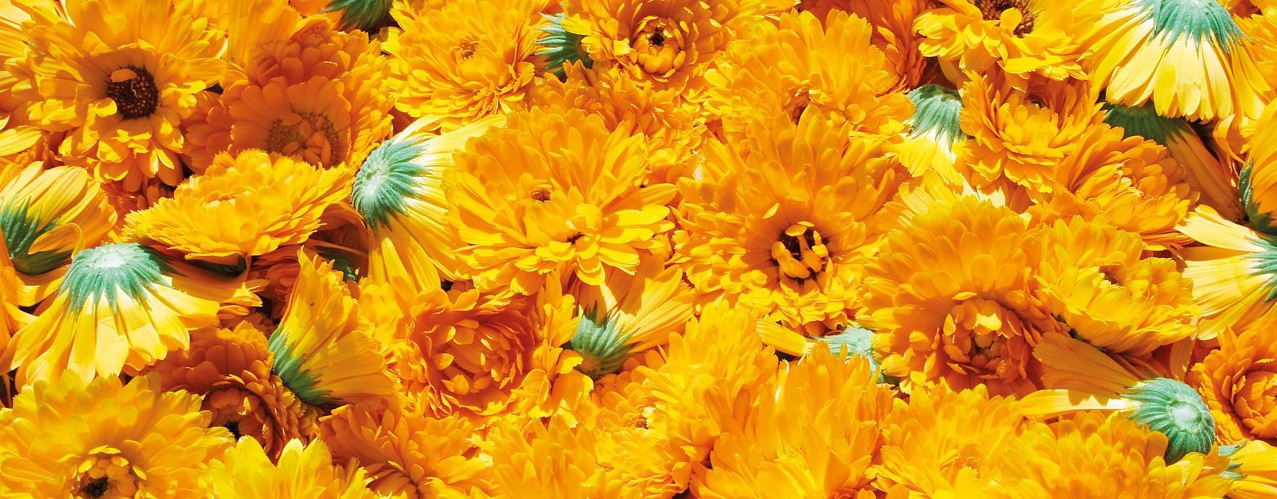 hd_calendula_blossoms