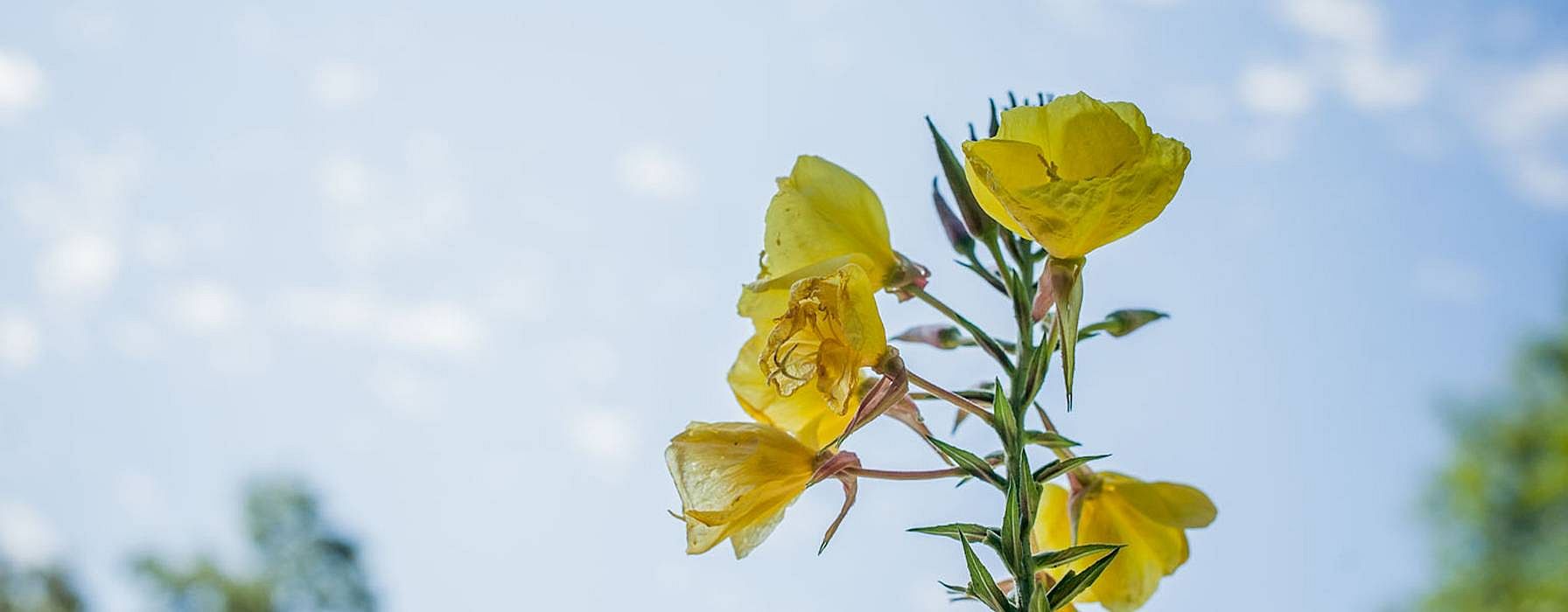 hd_evening_primrose.jpg