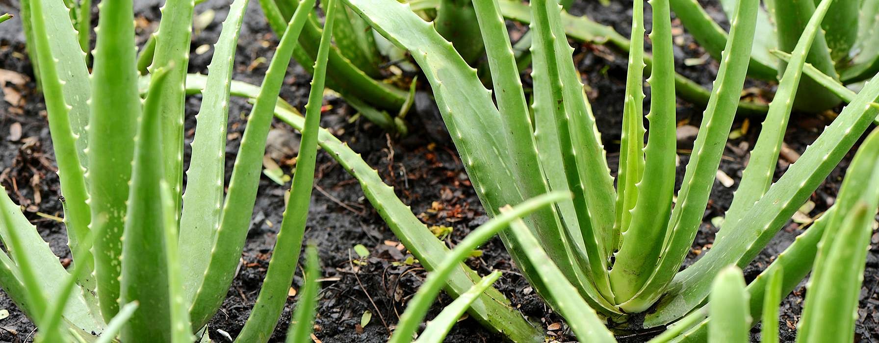 hd_aloevera.jpg