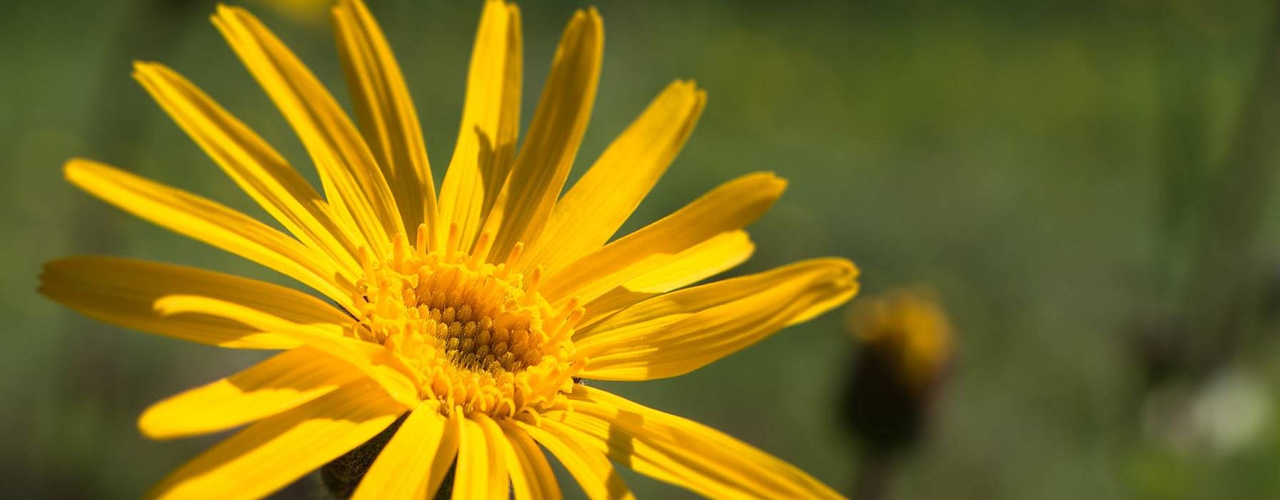 hd_arnica_lls