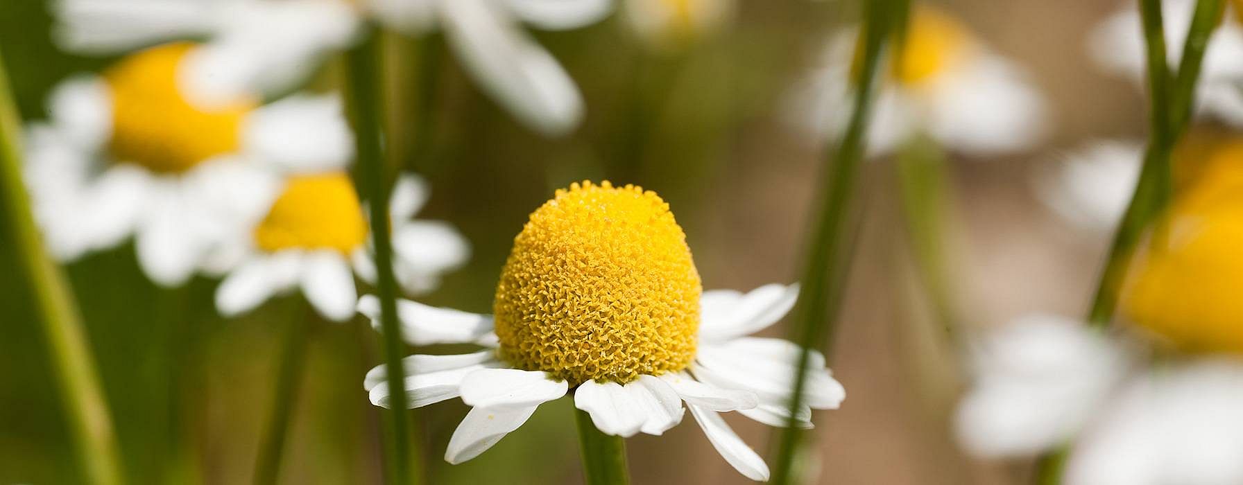 hd_chamomile.jpg