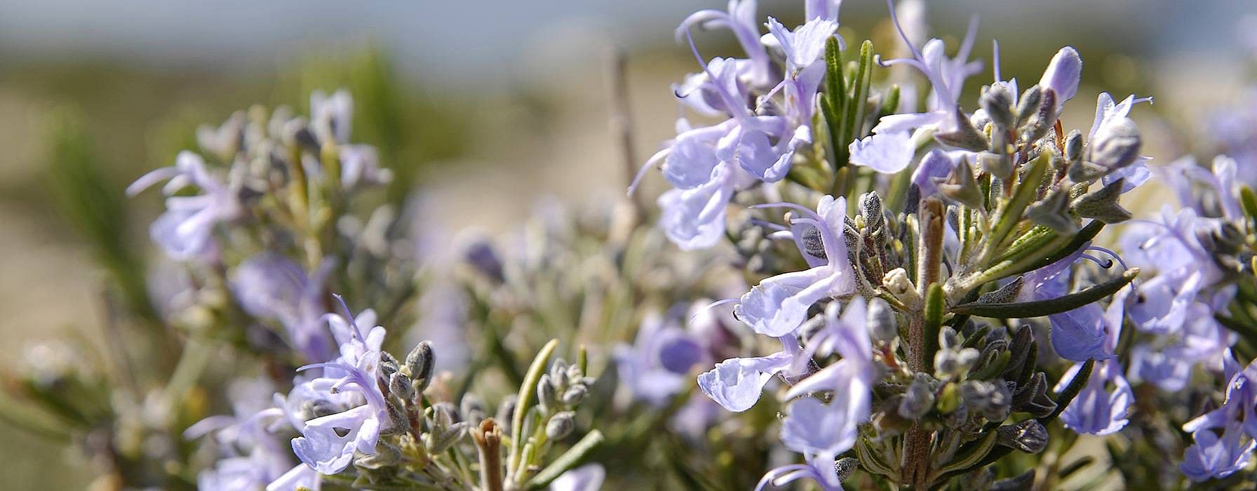 hd_rosemary