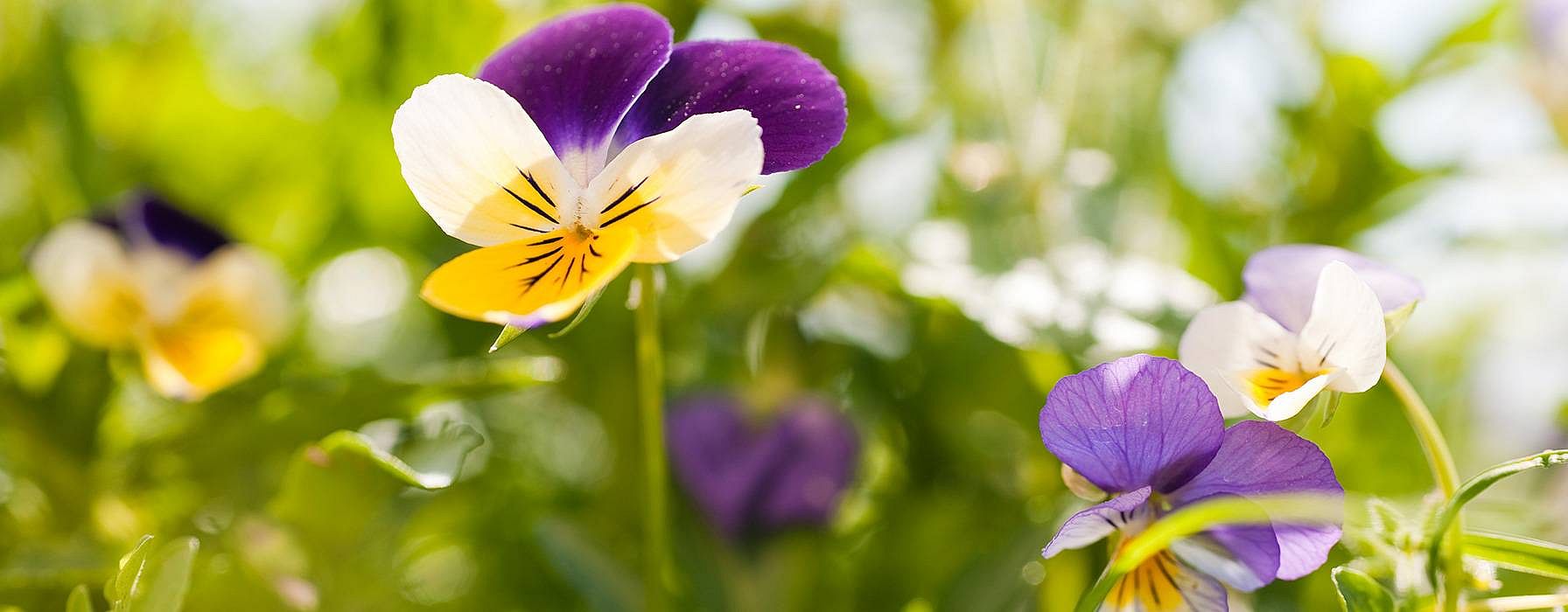 hd_pansy