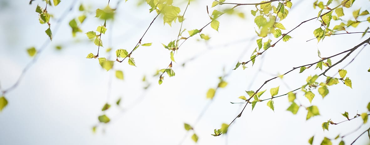 hd_birch_leaves.jpg