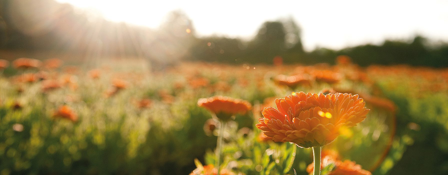 hd_calendula_field