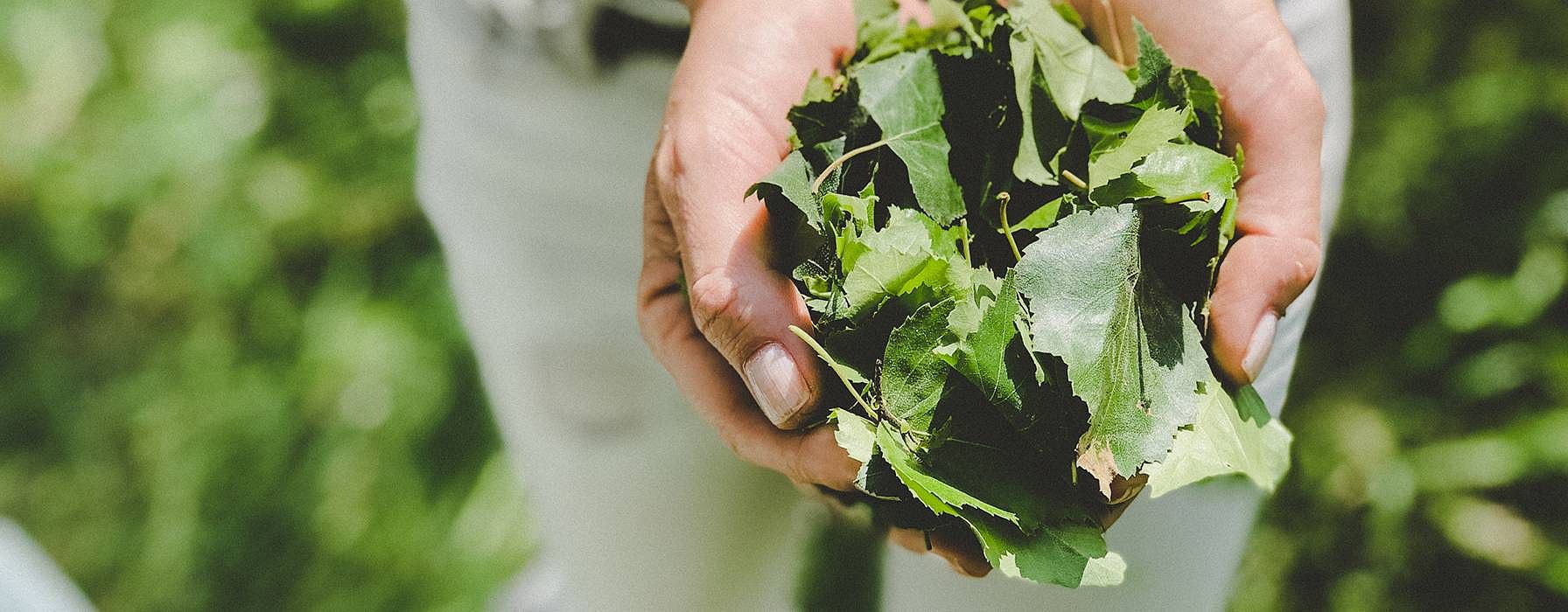 hd_birchleaves.jpg