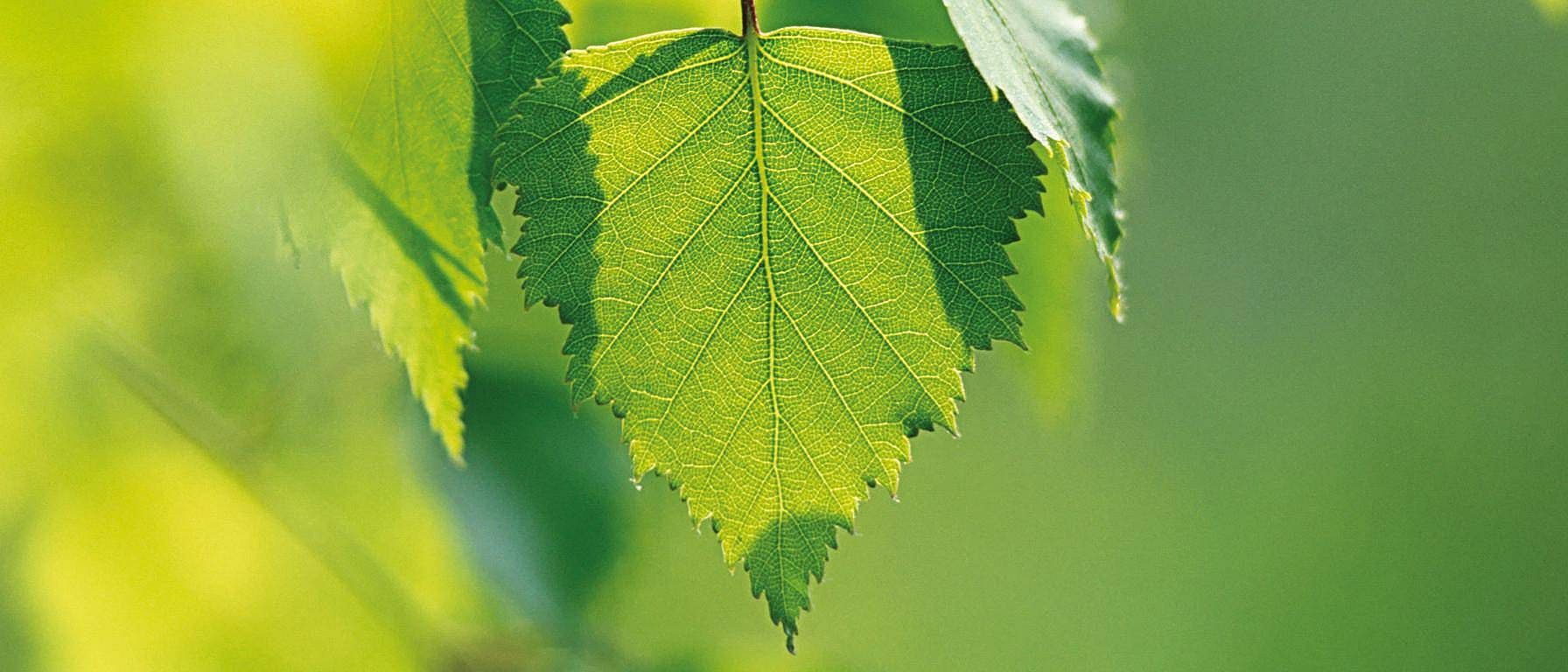 hd_birch.jpg