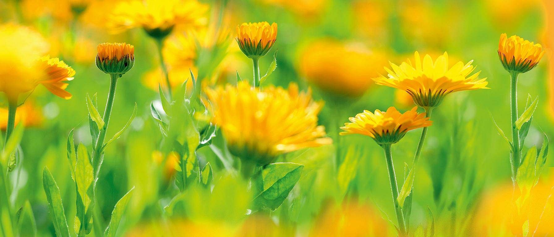 hd_calendula.jpg