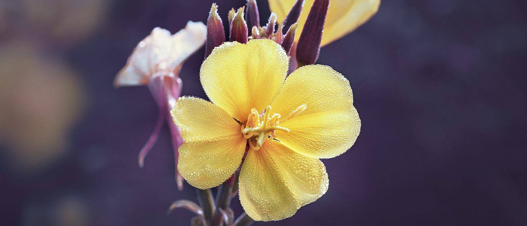 hd_evening_primrose.jpg