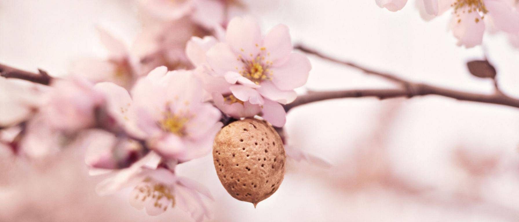 hd_almond.jpg