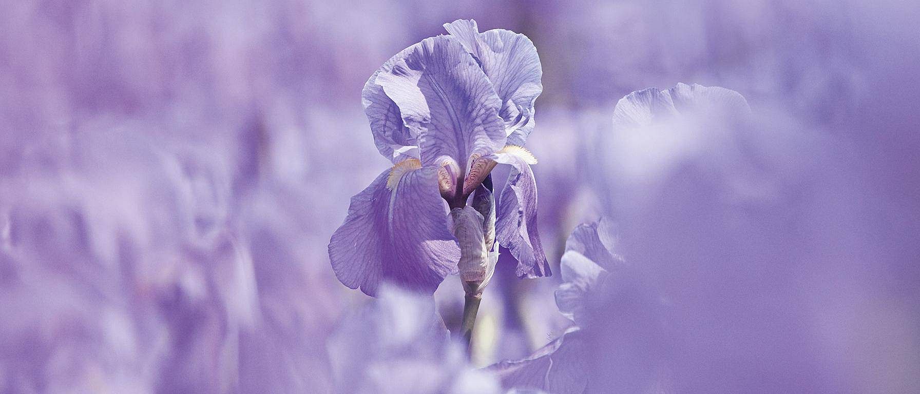 hd_iris.jpg