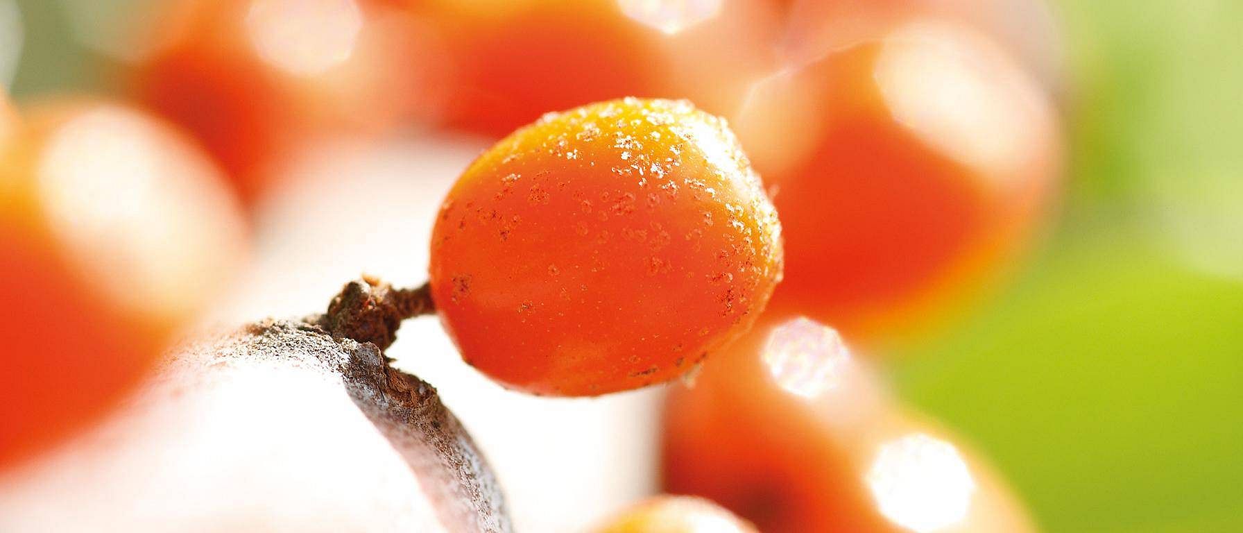 hd_sea_buckthorn.jpg
