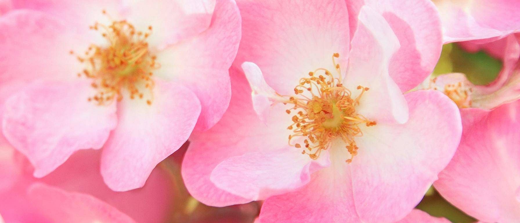hd_wildrose.jpg