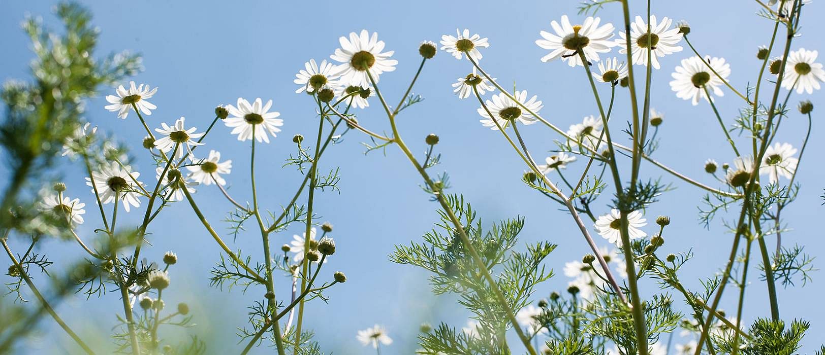 hd_healing_plants