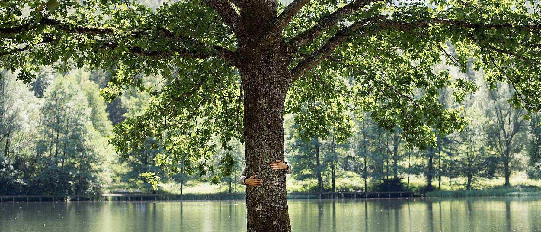 hd_tree_hug