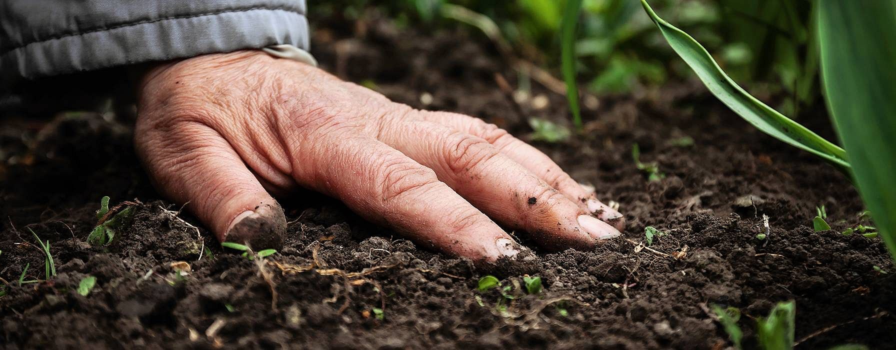 hd_hand_on_soil.jpg