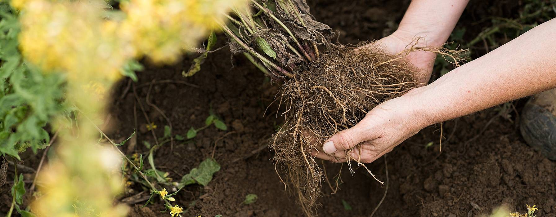 hd_root_out_of_soil.jpg