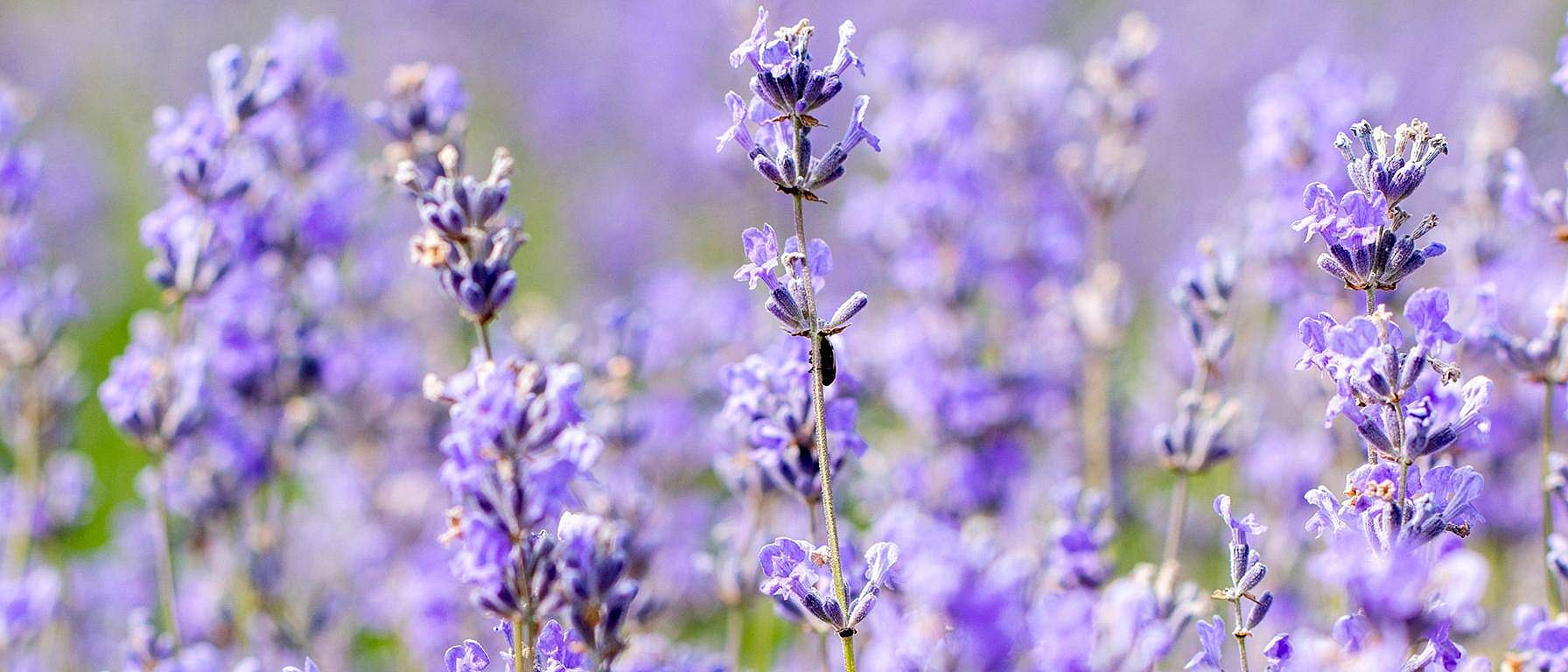 hd_lavender.jpg