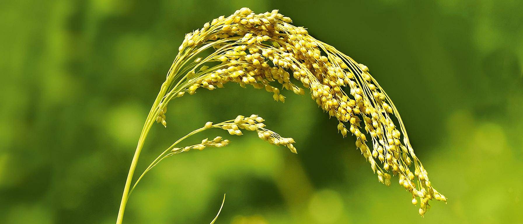 hd_millet.jpg