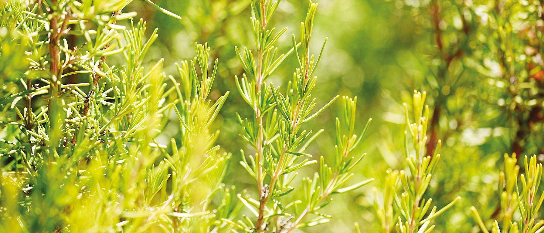 hd_rosemary.jpg