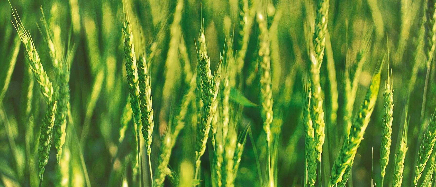 hd_wheat.jpg