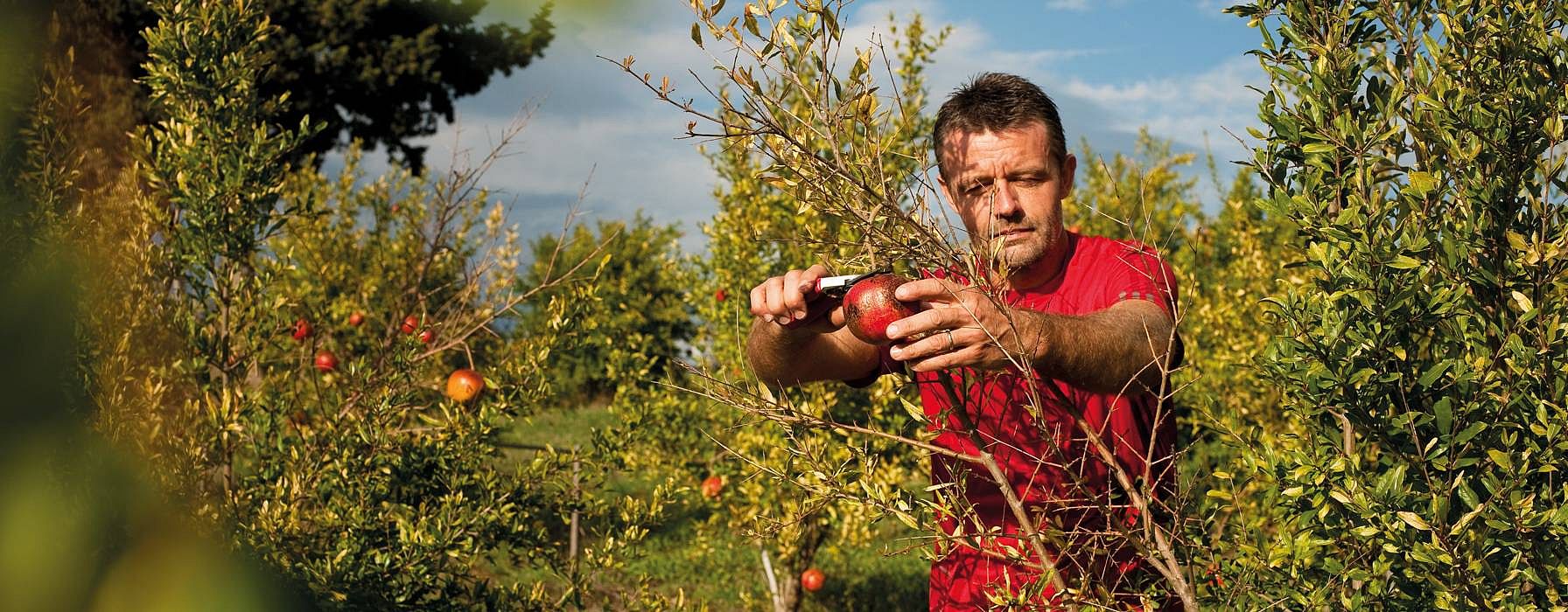 hd_pomegranate_harvest