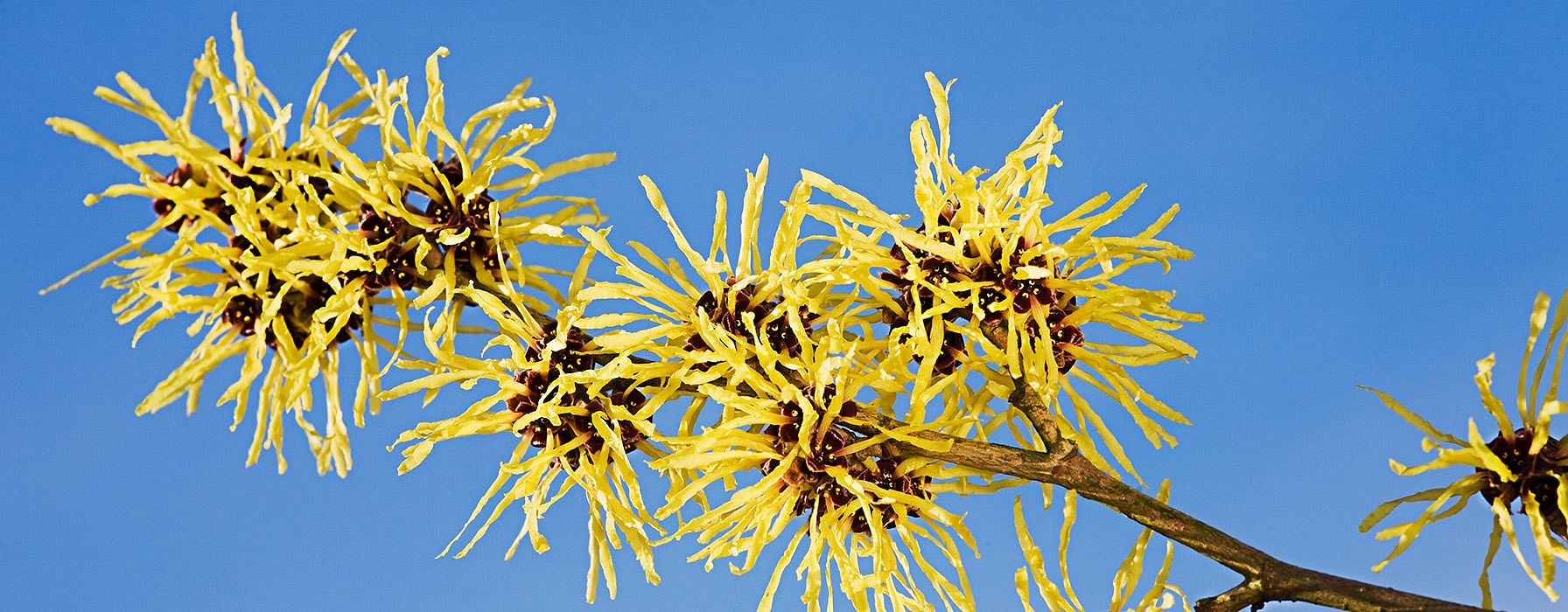 hd_witchhazel