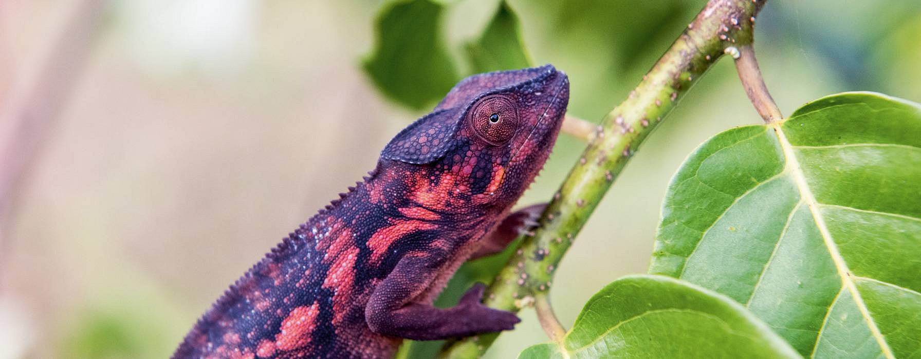 hd_biodiversity_interview_chameleon