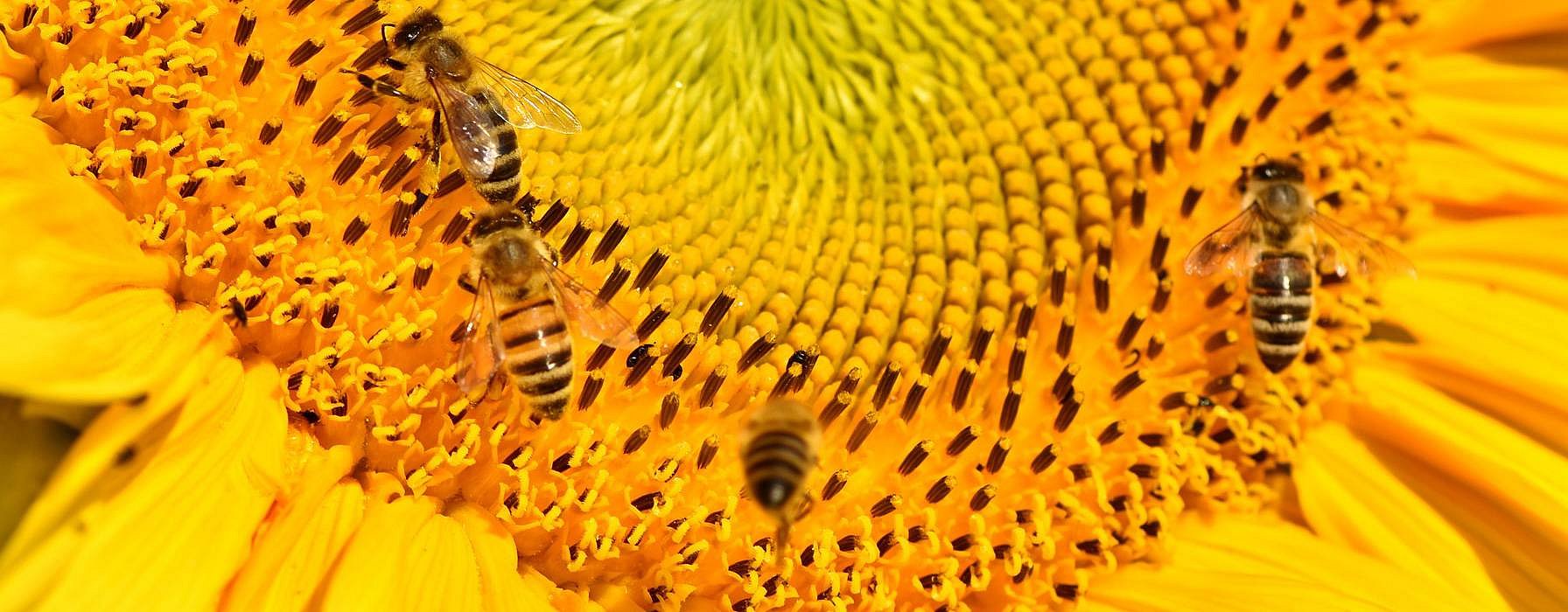 hd_sunflower_bees