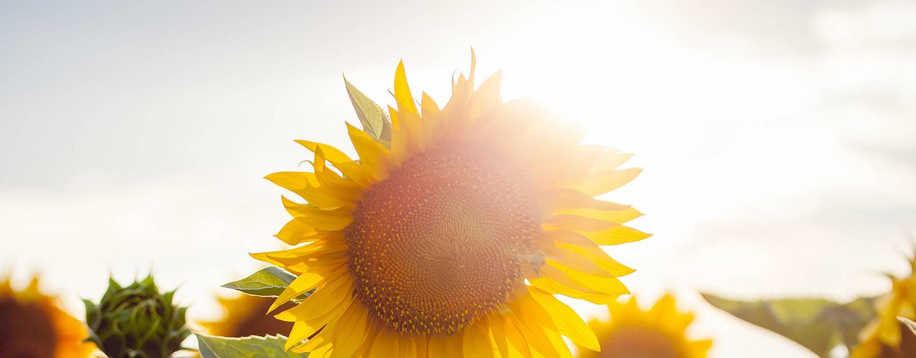 hd_sunflower_sky