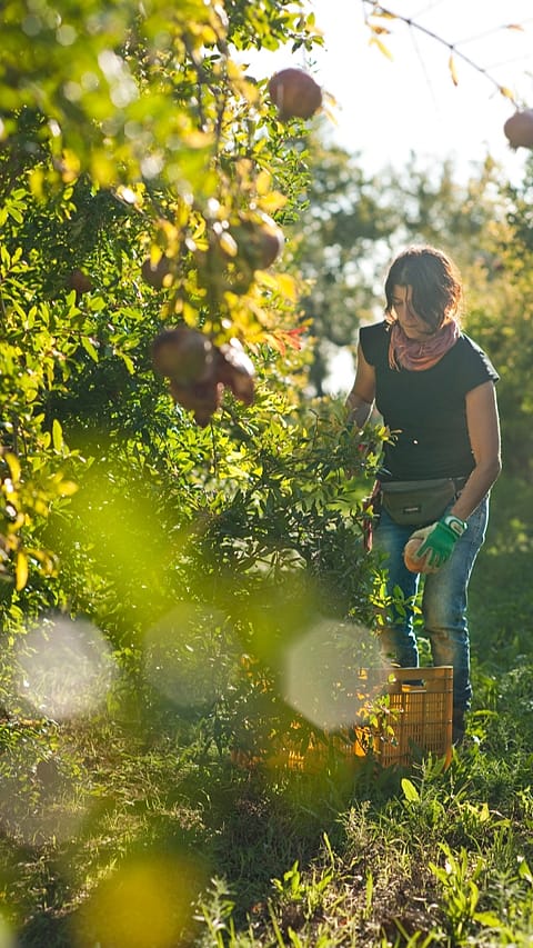 pt_lady_fruit_picking.jpg
