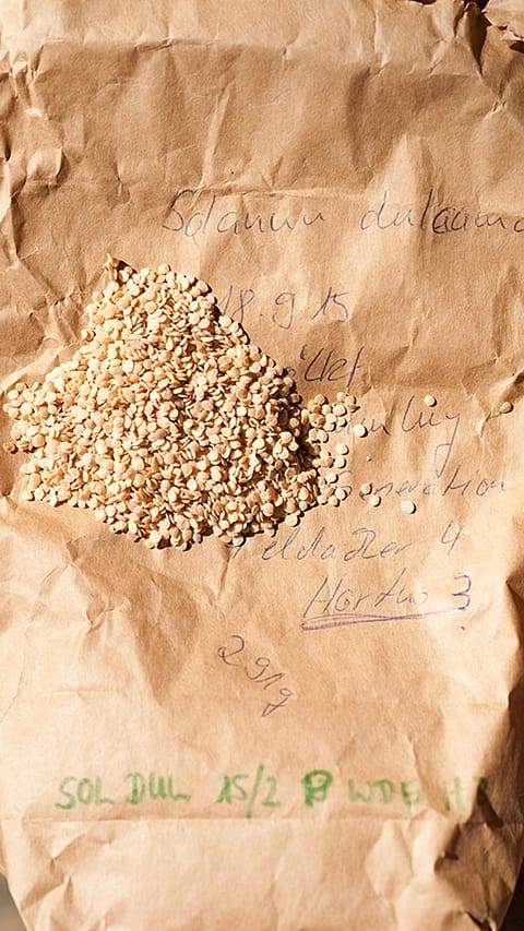 solanum_seed_685_x_1028.jpg