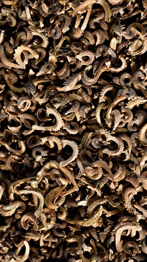 calendula_seeds.jpg