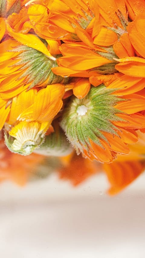 calendula_brine_extract_iw