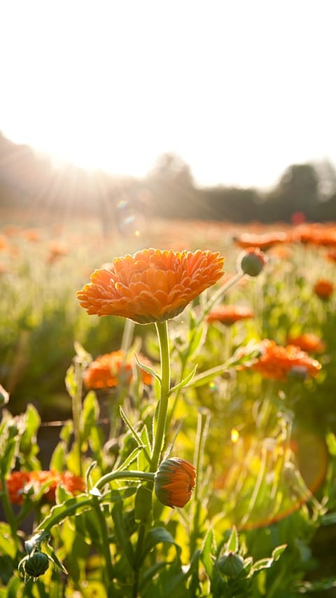 calendula_strength_jpg.jpg