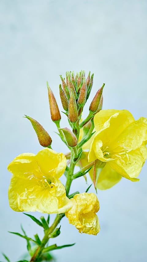 primrose_blossom.jpg