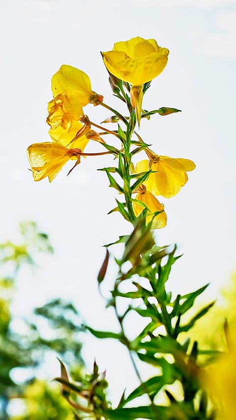 primrose_plant.jpg