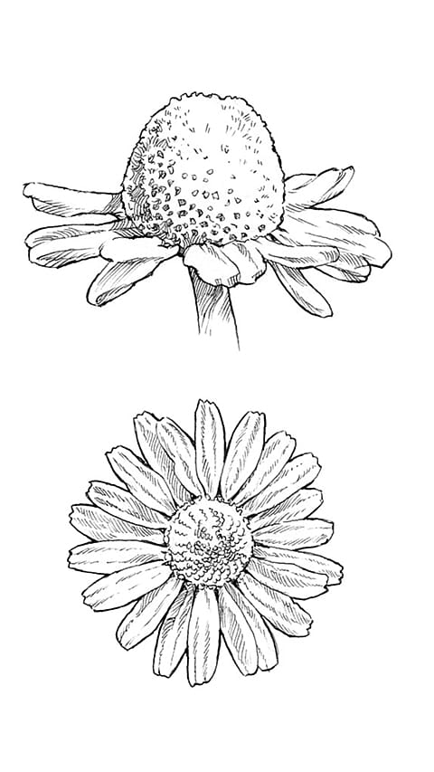 chamomile_blossom.jpg