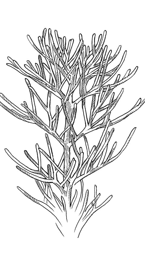 chamomile_leaves.jpg