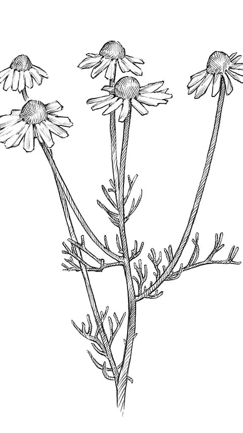 chamomile_plant.jpg