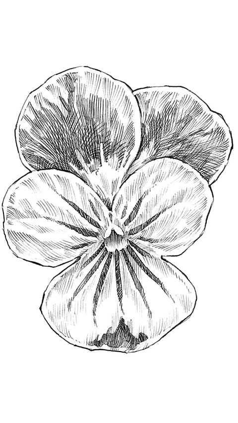 pansy_blossom.jpg