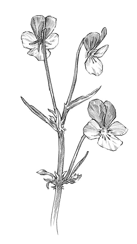 pansy_plant