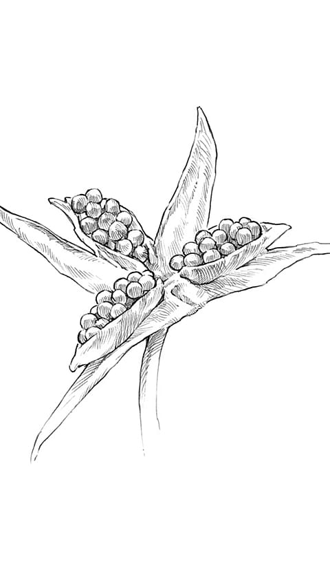 pansy_seed
