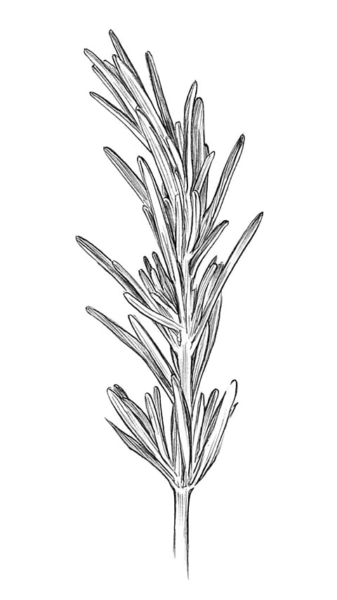 raosemary_twig.jpg