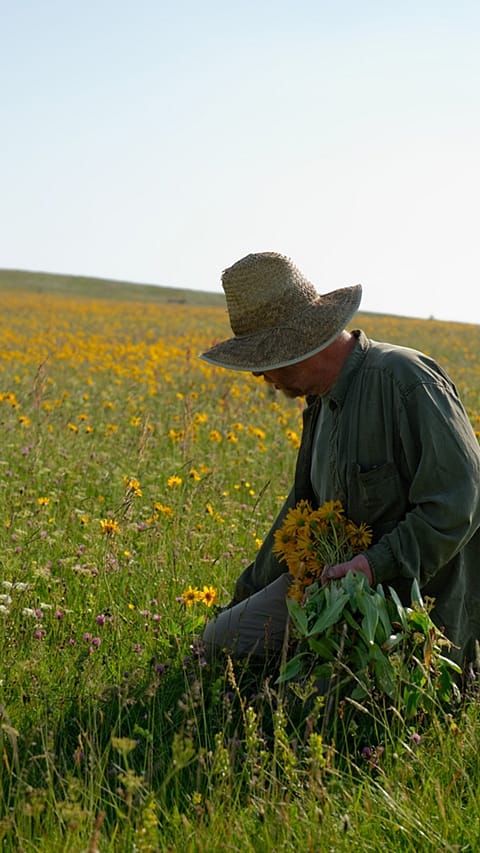 arnica-collection