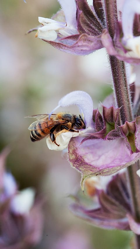 pollination