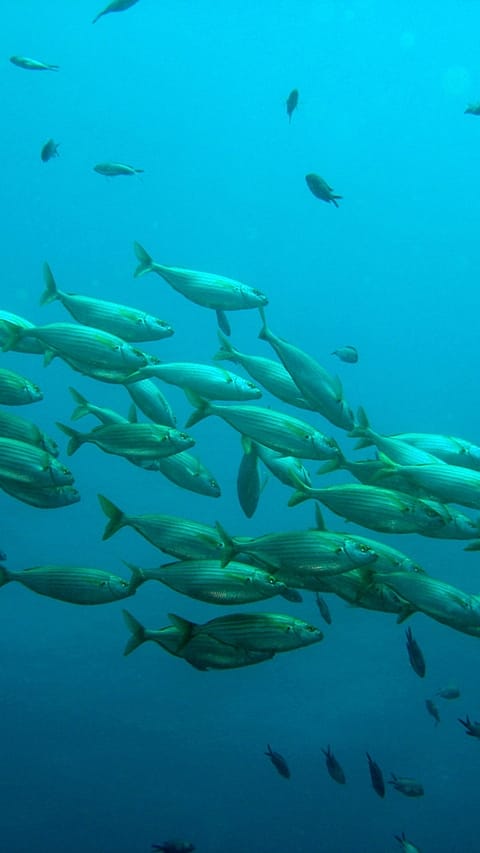 aquatic organisms